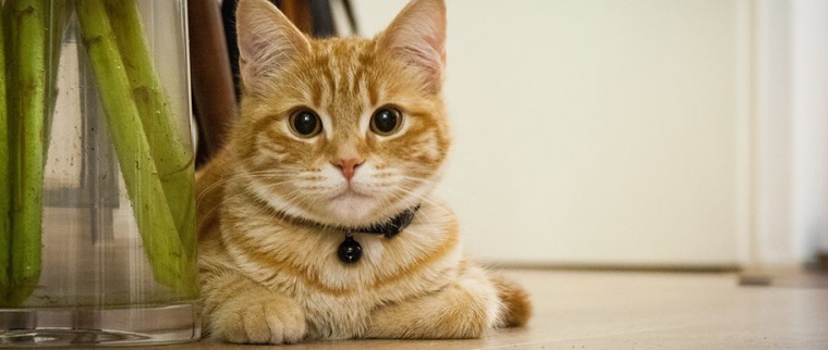 chat marque son territoire